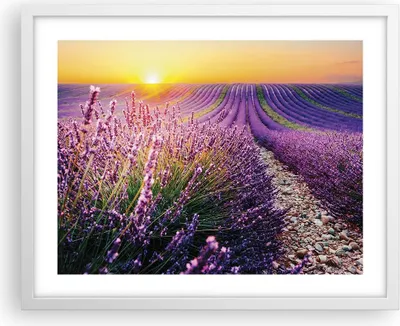 Produktbild von Gerahmtes Poster - Weißer Rahmen - Feld Lavendel Sonne - 50x40 cm - Wand Bild - Wanddeko - Wandbilder - Kunstposter - Wandposter - Bilderrahmen - Bilder - Kunstdruck - Wanddekoration - P2WAA50x40-4703