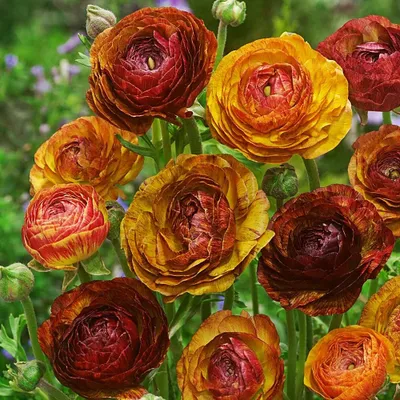 Produktbild von Ranunkel Zwiebel Blumenzwiebel Ranunculus Ranunkel Picotee Cafe 5 St.