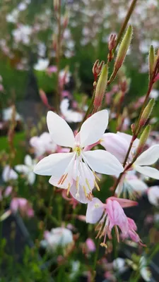 Image de Gaura lindheimeri / Gaura blanche