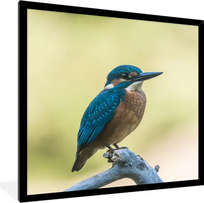 Produktbild von MuchoWow® Gerahmtes Poster Eisvogel - Zweig - Vogel 40x40 cm - Poster mit Schwarzem Bilderrahmen Wandposter Rahmen Foto Bilder - Mit Rahmen - Wanddekoration Schlafzimmer
