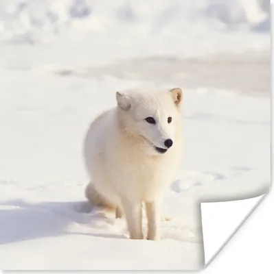 Produktbild von MuchoWow® Poster Fuchs - Schnee - Weiß 75x75 cm - Wand Dekoration