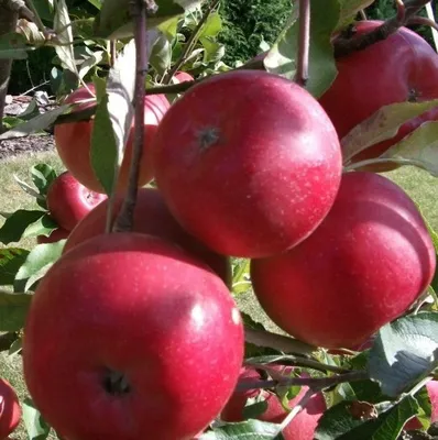 Obrázek produktu pro Jabloň Červený Lampard ca 120 cm - Malus - Jablon 'Czerwony Lampart'