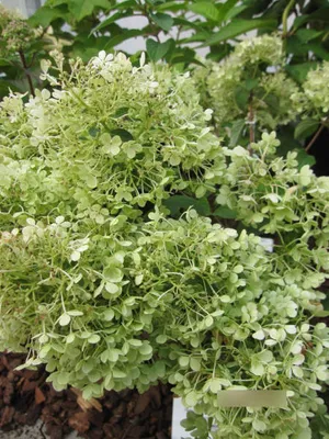 Produktbild von Hydrangea paniculata Bobo ® - Rispenhortensie Bobo ® - 40-60cm