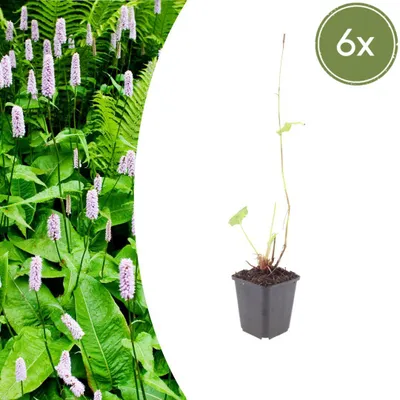 Immagine prodotto di Persicaria a. 'Alba' | 6 pezzi - 10-25cm - Ø9cm - Pianta da giardino