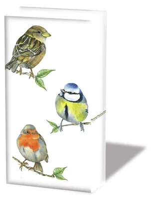 Produktbild von Taschentücher  21,5 x 22 cm – 4-lagig – á 10 Stück pro Packung - Bird