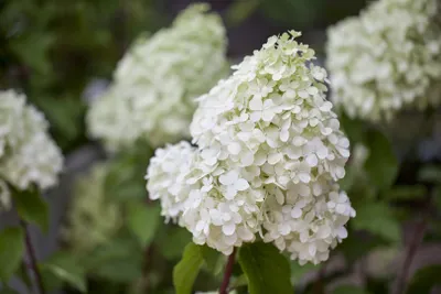 Produktbild von Hydrangea paniculata 'Polar Bear', Rispenhortensie, weiß, 40–60 cm