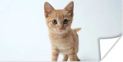 Produktbild von MuchoWow® Poster Katze - Rot - Kätzchen - Mädchen - Kinder - Jungen - Kind 40x20 cm - Poster für die Wand - Poster Schlafzimmer