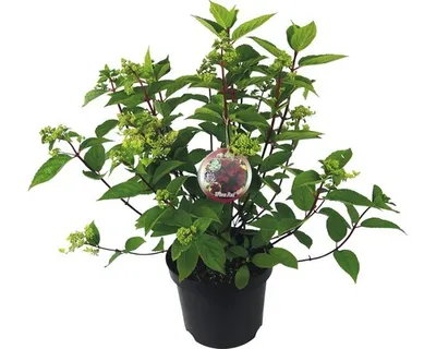 Obrázek produktu pro Hortenzie latnatá Hydrangea paniculata 'Wim's Red' výška 40-50 cm květináč 7,5 l