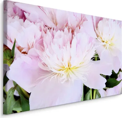 Produktbild von Fabelhafte Canvas LEINWAND BILDER 120x80 cm XXL Kunstdruck Pfingstrosen Blumen Natur