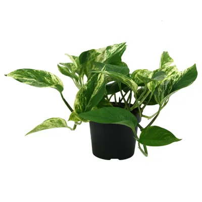 Obrázek produktu pro Epipremnum Marble Queen – popínavá rostlina Květináč Ø 12 / výška cca 20 cm Popínavá rostlina Snadná údržba Závěsná rostlina Pokojová rostlina