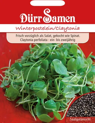 Produktbild von Dürr-Samen - Winterpostelein - Saatgut - 1909