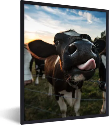 Produktbild von MuchoWow® Gerahmtes Poster Kuh - Tiere - Natur - Ausgezeichnete Zunge 30x40 cm - Poster mit Schwarzem Bilderrahmen Wandposter Rahmen Foto Bilder - Wanddeko - Kunstdrucke