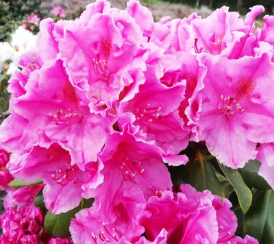Produktbild von Rhododendron Hybride " Claudine " großblumige Alpenrose 30 - 40 cm hoch