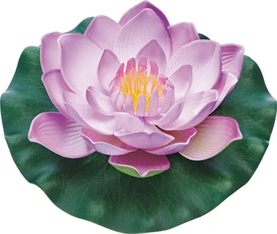 Produktbild von pontec Seerosenblüten „PondoLily“ 43323 Pondolily Violett