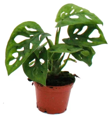 Produktbild von Mini-Pflanze Monstera Monkey Mask Fensterblatt Ideal für kleine Schalen und Gläser Baby-Plant im 5,5cm Topf