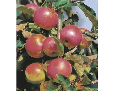 Obrázek produktu pro Jabloň sloupovitáFloraSelfMalus domestica 'Red River' 130-150 cm květináč 10 l