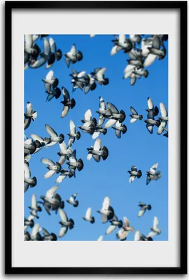 Produktbild von Bild - Bilderrahmen - 40 cm x 60 cm - MDF - Rahmen - Wandkunst - Tauben im Himmel