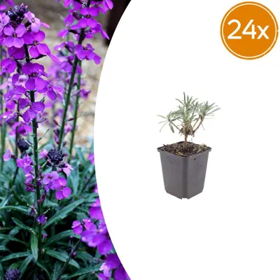 Immagine prodotto di Erysimum 'Bowles' Mauve' | 24 pezzi - 10-25cm - Ø9cm - Pianta da giardino