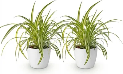 Immagine prodotto di Chlorophytum comosum Variegatum, set da 2 piante da appartamento con vaso bianco Ø 12 cm