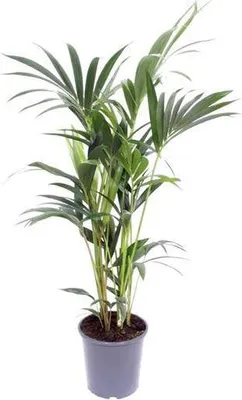 Obrázek produktu pro Kentia – palma – Howea forsteriana – pokojová rostlina – Ø 17 cm – ↕ 75 cm – tropická a nenáročná palma – přírodní čistič vzduchu pro domácnost a kancelář