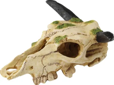 Produktbild von Terra Della Terrarium Dekoration Caraboa Totenkopf, Größe: S