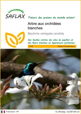Image de SAFLAX  - Arbre aux orchidées blanches - 5 graines - Bauhinia