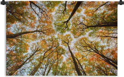 Produktbild von MuchoWow® Wandteppich Wandbehang Wald - Bäume - Herbst 60x40 cm Tapisserie Dekoration Wandtuch - Wanddekorationen