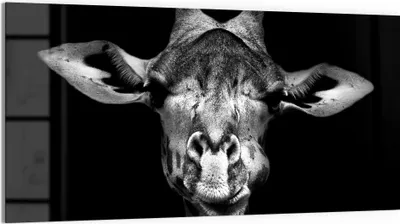 Produktbild von DEQORI Glasbild Echtglas 100x50 cm 'Giraffenporträt' Wandbild Bild modern Deko