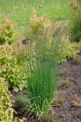 Produktbild von Molinia caerulea 'Moorflamme', Moorgras, 3-5 Liter Container