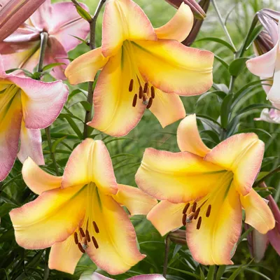 Imagen del producto de Bulbos de lirios resistentes al invierno, perennes - Lirios gigantes "Rising Moon" - 3 bulbos - Bulbos de flores resistentes al invierno, de Holanda, para el jardín (bulbos grandes, sin semillas, no artificiales)