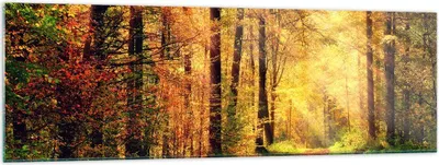 Produktbild von Bilder auf glas - Wald Baum Natur - 160x50cm - Glasbilder - Wandbilder - Kunstdruck - zum Aufhängen bereit - Wanddekoration aus Glas - Glas Bilder - Wandbild auf Glas - Einteilig - GAB160x50-3718
