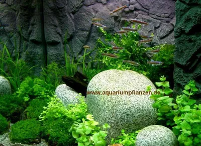 Produktbild von Nano X Set Aquarium 30-40 l, Pflanzen, Kies, Deko