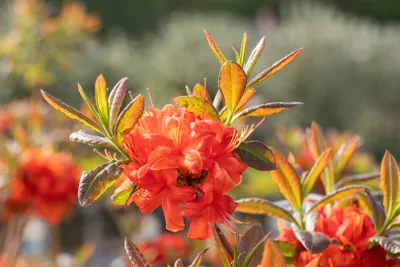 Produktbild von Rhododendron in Sorten Sorte - luteum Firebal 30- 40 cm