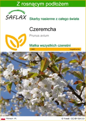 Zdjęcie produktu dla SAFLAX - Czeremcha - 10 Nasiona - Z podłożem uprawowym wolnym od zarazków - Prunus avium