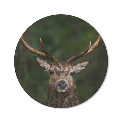 Produktbild von MuchoWow® Mauspad Mousepad Hirsch - Geweih - Natur 20x20 cm - Mousepads - Maus Mat - Pad - Mausunterlage - Schreibtischmatte