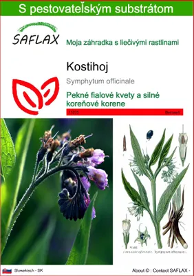 Obrázok produktu pre SAFLAX - kostihoj - Symphytum officinale - 15 Semená - S pestovateľským substrátom bez klíčkov