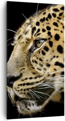 Produktbild von Bild auf Leinwand - Leinwandbild - Tiere Leopard wilde Katze wilde Tiere - 55x100cm - Wand Bild - Wanddeko - Leinwanddruck - Bilder - Kunstdruck - Leinwand bilder - Wandkunst - PA55x100-0433