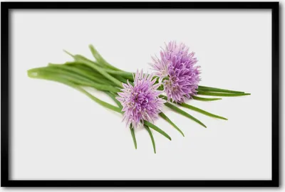 Produktbild von Bild 60x40 MDF-Rahmen Wandkunst Blumen Pflanzen Natur