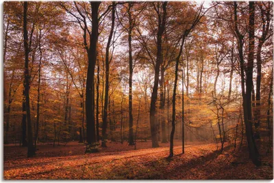 Produktbild von ARTland Leinwandbild Sonnenaufgang im Herbst II Größe: 30x20 cm