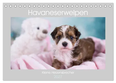 Produktbild von Havaneserwelpen - Kleine Herzensbrecher (Tischkalender 2027 DIN A5 quer), CALVENDO Monatskalender