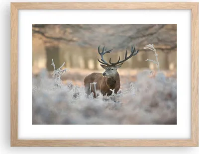 Produktbild von Gerahmtes Poster - Rahmen in heller Eiche - Hirsch Wald Natur - 40x30 cm - Wand Bild - Wanddeko - Wandbilder - Wandposter - Bilderrahmen - Bilder - Kunstdruck - Wandbild - P2NAA40x30-3744