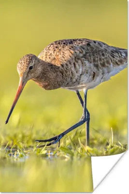 Produktbild von MuchoWow® Poster Vögel - Gras - Landschaft - Uferschnepfe 60x90 cm - Wanddekoration