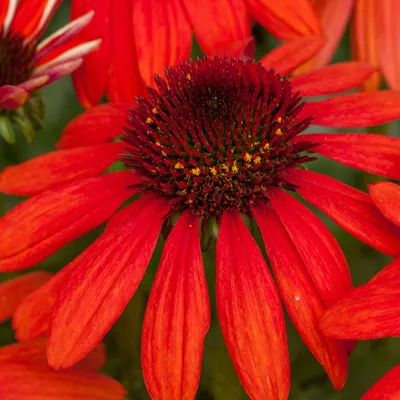 Image de 6 x Echinacea purpurea « Red Pearl » | Pot 9 cm x 9 cm
