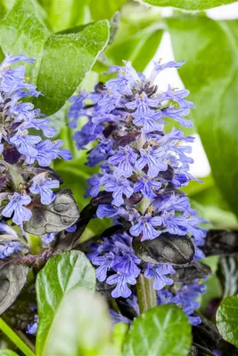 Produktbild von Ajuga reptans 'Atropurpurea', Günsel, purpur, ca. 9x9 cm Topf
