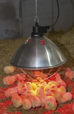 Produktbild von Kerbl infračervený ohrievač ø 35 cm (tepelná lampa pre hydinu a iné malé zvieratá, infračervená lampa) 22729, strieborná, 1 kus (balenie po 1)
