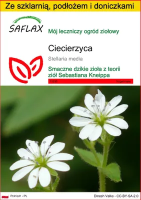Zdjęcie produktu dla SAFLAX - Zestaw do uprawy - ciecierzyca - 1000 Nasiona - Z mini szklarnią, podłożem uprawowym i 2 doniczkami - Stellaria media