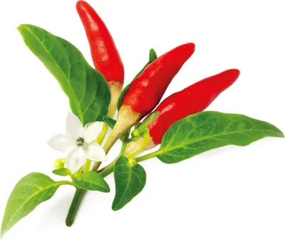 Immagine prodotto di Click & Grow Click & Grow RED HOT CHILI PEPPER PLANT PODS