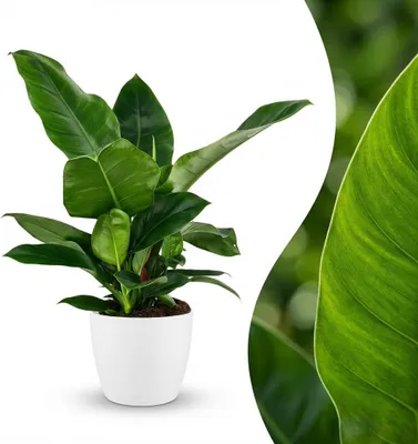 Image de Green boutiQ - Plante d'intérieur - Philodendron - Philodendron Imperial Green - Vert - Peu d'entretien - 1 plante - avec pot blanc - Pot 19 cm - Hauteur 65 cm