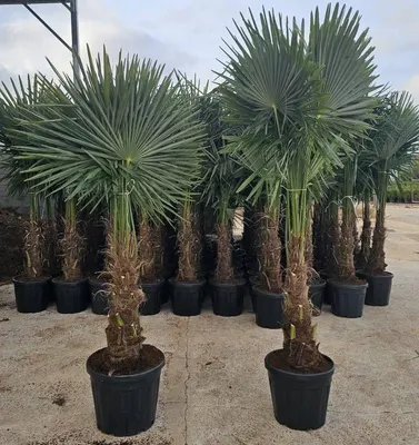Produktbild von Hanfpalme Trachycarpus Fortunei Winterharte Palme Stamm ca. 50-60 cm Höhe ca. 150-200 cm