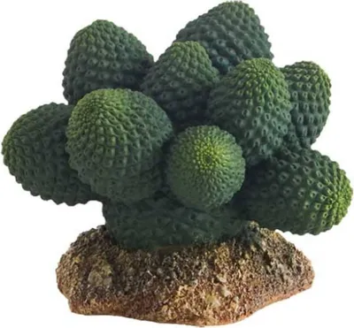 Produktbild von Hobby Kaktus Atacama, Höhe 7 cm